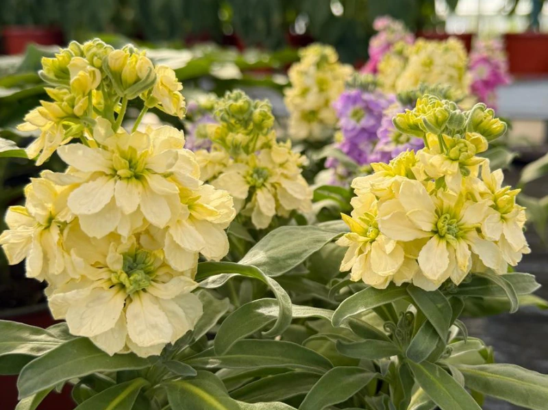 violaciocca-con-petali-gialli