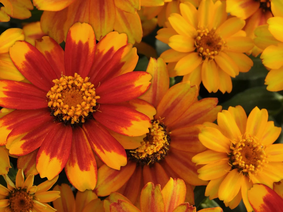 zinnia-arancione-gialla-rossa