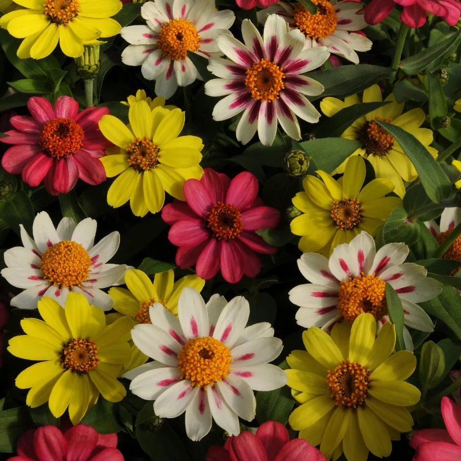 zinnia-con-petali-colorati