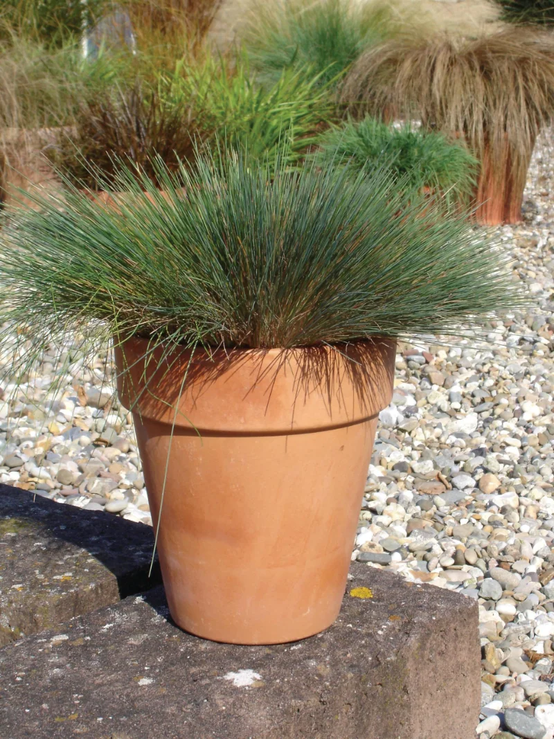 carex-variegata-everglow