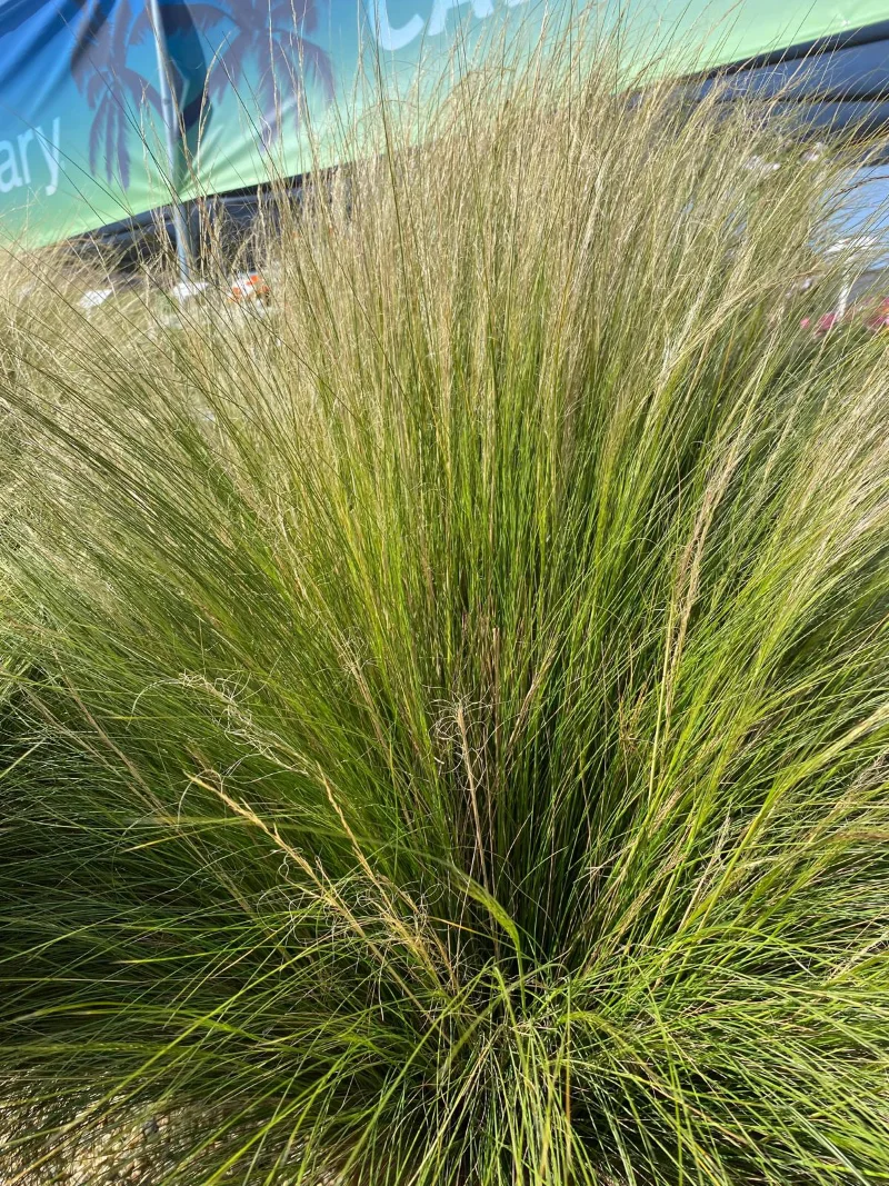 ingrosso-sementi-stipa