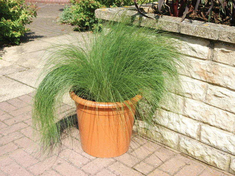 marciapiede-con-pianta-verde