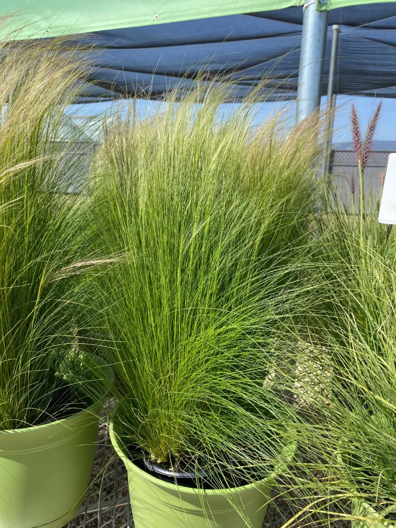 sementi-di-stipa-tenuissima