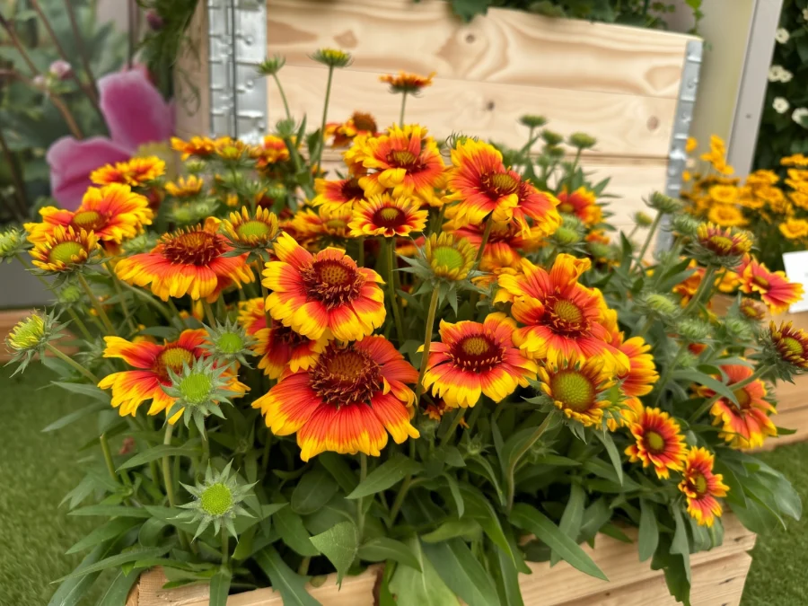 semi-di-gaillardia-aristata