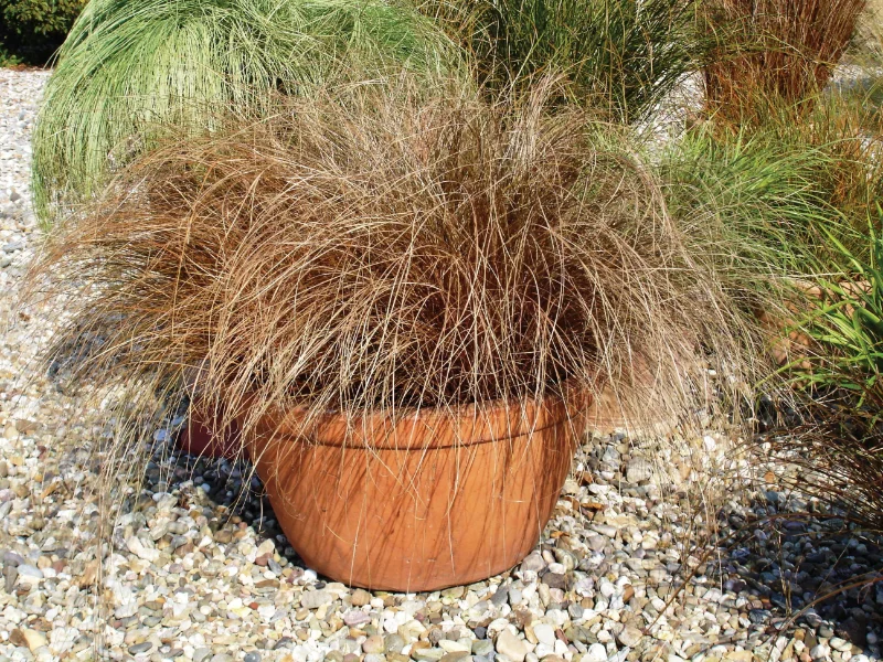 vaso-con-pianta-marroncina