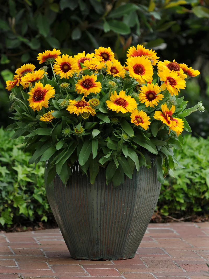 vaso-di-fiori-gialli