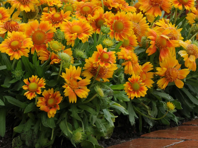 vendita-e-distribuzione-semi-gaillardia